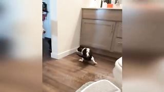 Best funny video
