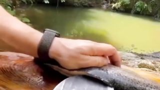 Delicious Fish