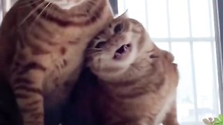 cuteness over loaded #febspot