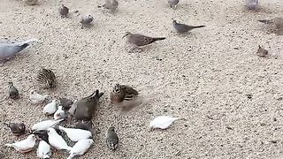 amazing birds #shorts