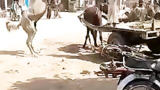 Hourse fight with humans #hourse