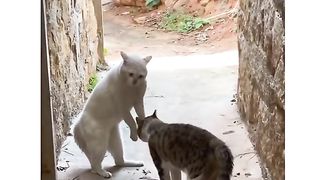 So funny cats and dogs-Comedy