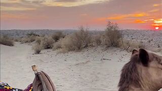 The camel of Thar