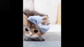 __Cat_funny_videos_on_Vimeo