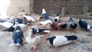 Beautiful Sherazi Pigeon//Amazing Quality Kabutar Pakistan Karak