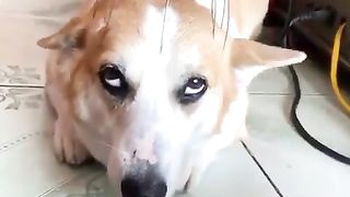 So funny dog video hahah