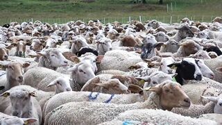 Copyright free video| Goat Farm Animals #copyrightfree #wildlife #farm #animals #goat Wildlife #copyrightfree