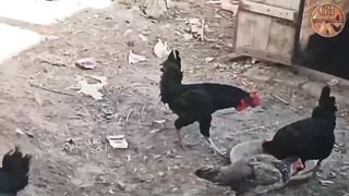 My chicken got hurt in the eye||#G3birds&animals