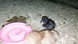 Ghar ke parindey #chicken #birds