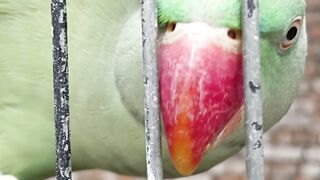 1 Year Alexandrine Parrot Video