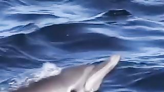 Bottle nose Dolphin/ Marine life/ beautiful scene