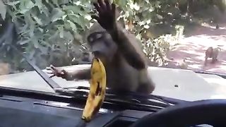 Cut Moncky