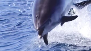 Bottle nose Dolphin/ Marine life/ beautiful scene