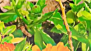 Beautiful Garden Bloom