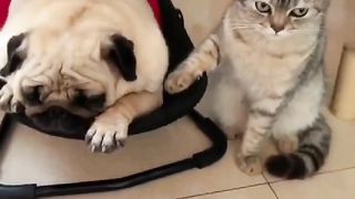 funny dog & cat