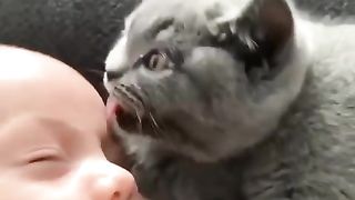 Funny Cat with baby
