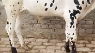vicious cow