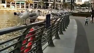 Dubai Marina Walk & Seagulls