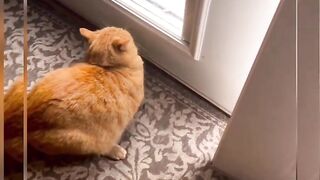 Cute Ctas# and# Dogs