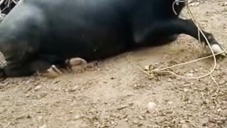 buffalo fraught with danger