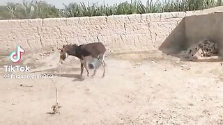 Donky dance