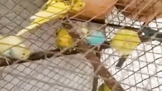 endearing little parrots