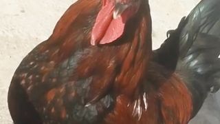 cookerel think coldness