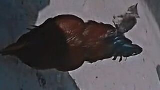 hapeless cock
