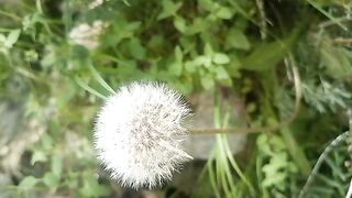 Nature videos