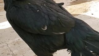 Aseel Hen Chicks 1 Month