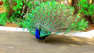 Picock dancing