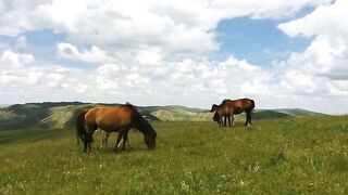 Mainland China Grassland