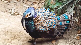 Beautiful birds dancing