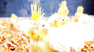 Beautiful parrot baby's video
