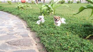 How Dogs React When Seeing Stranger 25 - Running, Barking? | Viral Dog