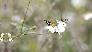 Butteryfly in garden beautiful nature and sound