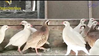 White Chakor Fown Gulabi Chakor And Phalwan Chakor Looking For New Shelter