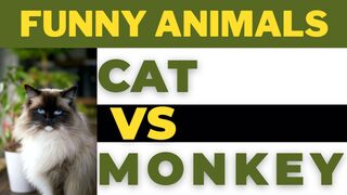 Monkeys Strike Back | The Battle Against Cats | The Ultimate Animal Battle