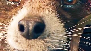 Groot
