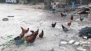 My family talent