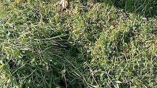 Dog is barking on camera man