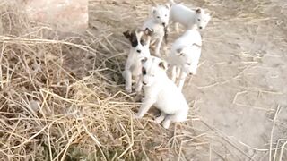 Cute puppies playing with each other