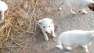Cute puppies playing with bike rider