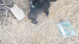Puppies going it's home