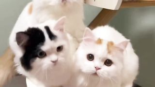 The cat in the middle????????