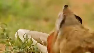 Fight beteen snake