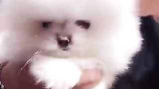 Cute Teacup Puppy Bathing and Grooming - Pet lovers