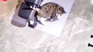 Cat attitude status