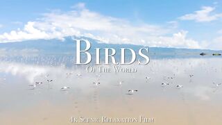 Birds Of The World 4K
