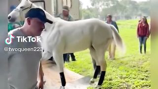 Horse